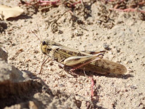 Réf. 241 571 : Locusta migratoria